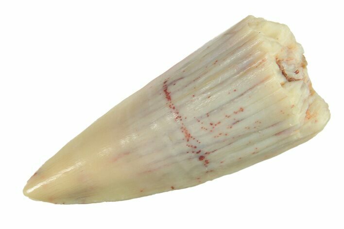 Fossil Amphibian (Apachesaurus) Tooth - Arizona #277128